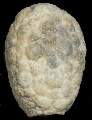 Cystoid (Holocystites) Fossil - Indiana #62017